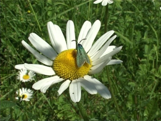 Sonnenröschen-Grünwidderchen ( Adscita geryon ) : Nettersheim/Urfttal, Eifel, 18.06.2006